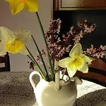 Nonna Nesti * 哥尔顿