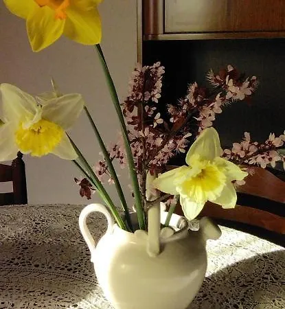 Nonna Nesti * קורטונה